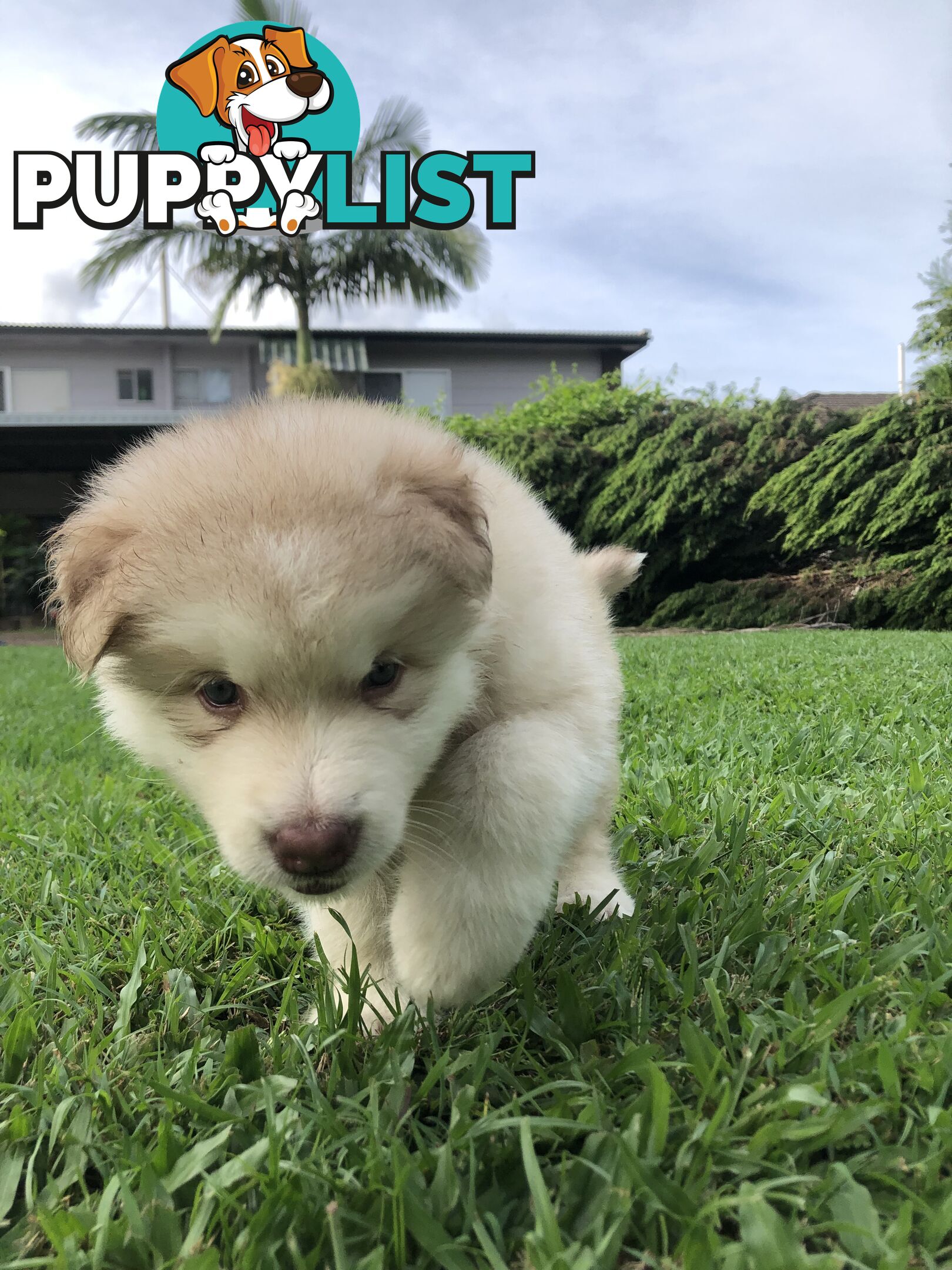 PUREBRED ALASKAN MALAMUTE PUPS