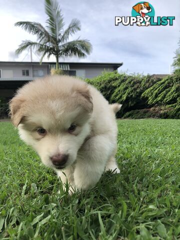 PUREBRED ALASKAN MALAMUTE PUPS