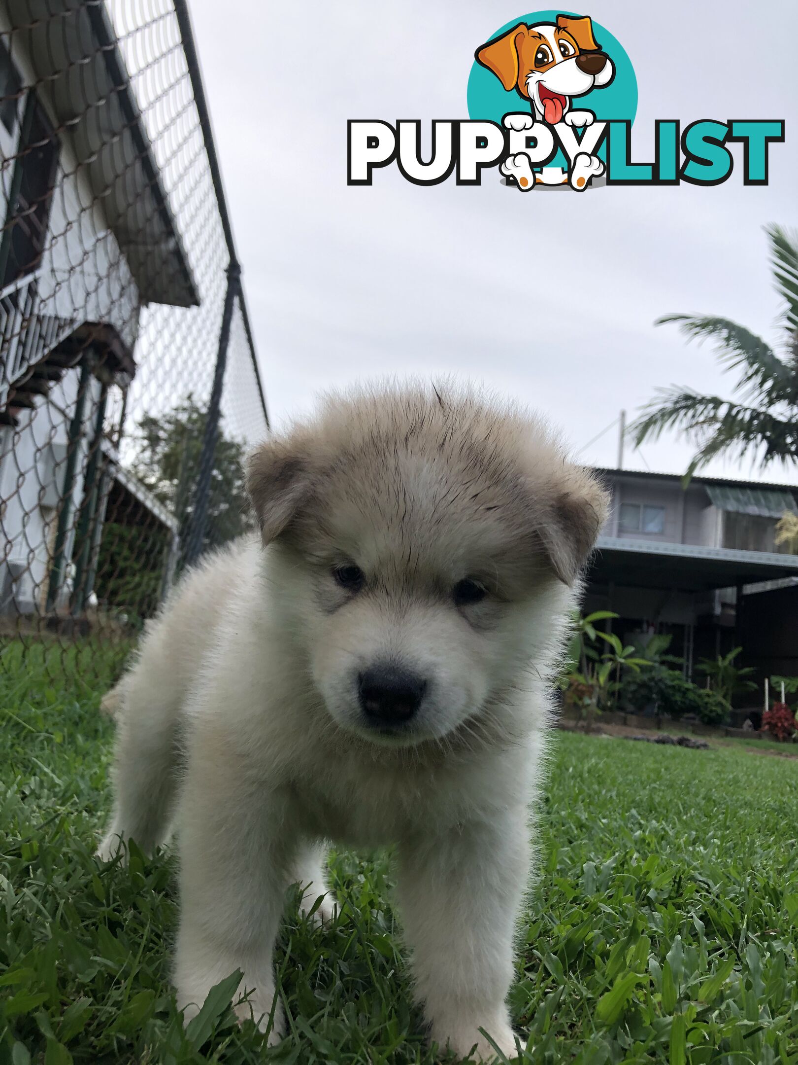 PUREBRED ALASKAN MALAMUTE PUPS