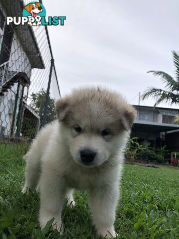 PUREBRED ALASKAN MALAMUTE PUPS