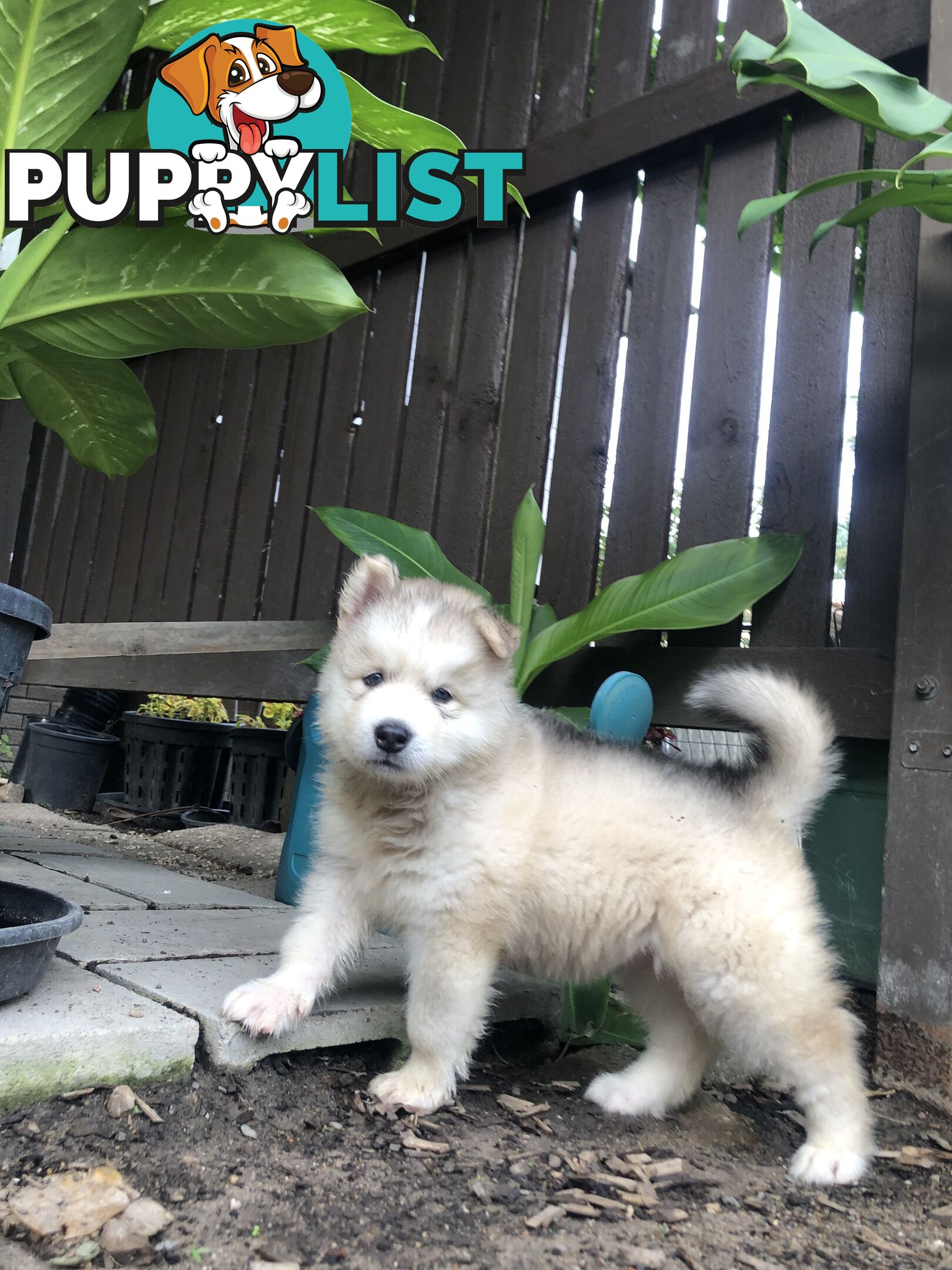 PUREBRED ALASKAN MALAMUTE PUPS