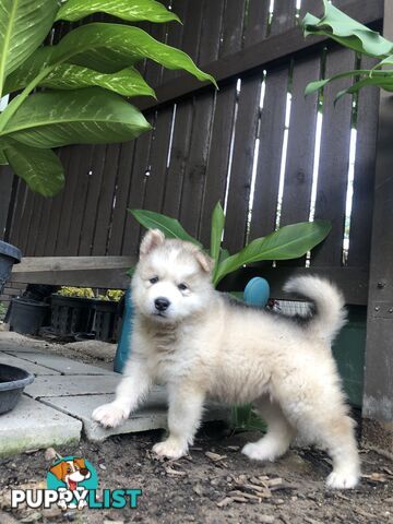 PUREBRED ALASKAN MALAMUTE PUPS