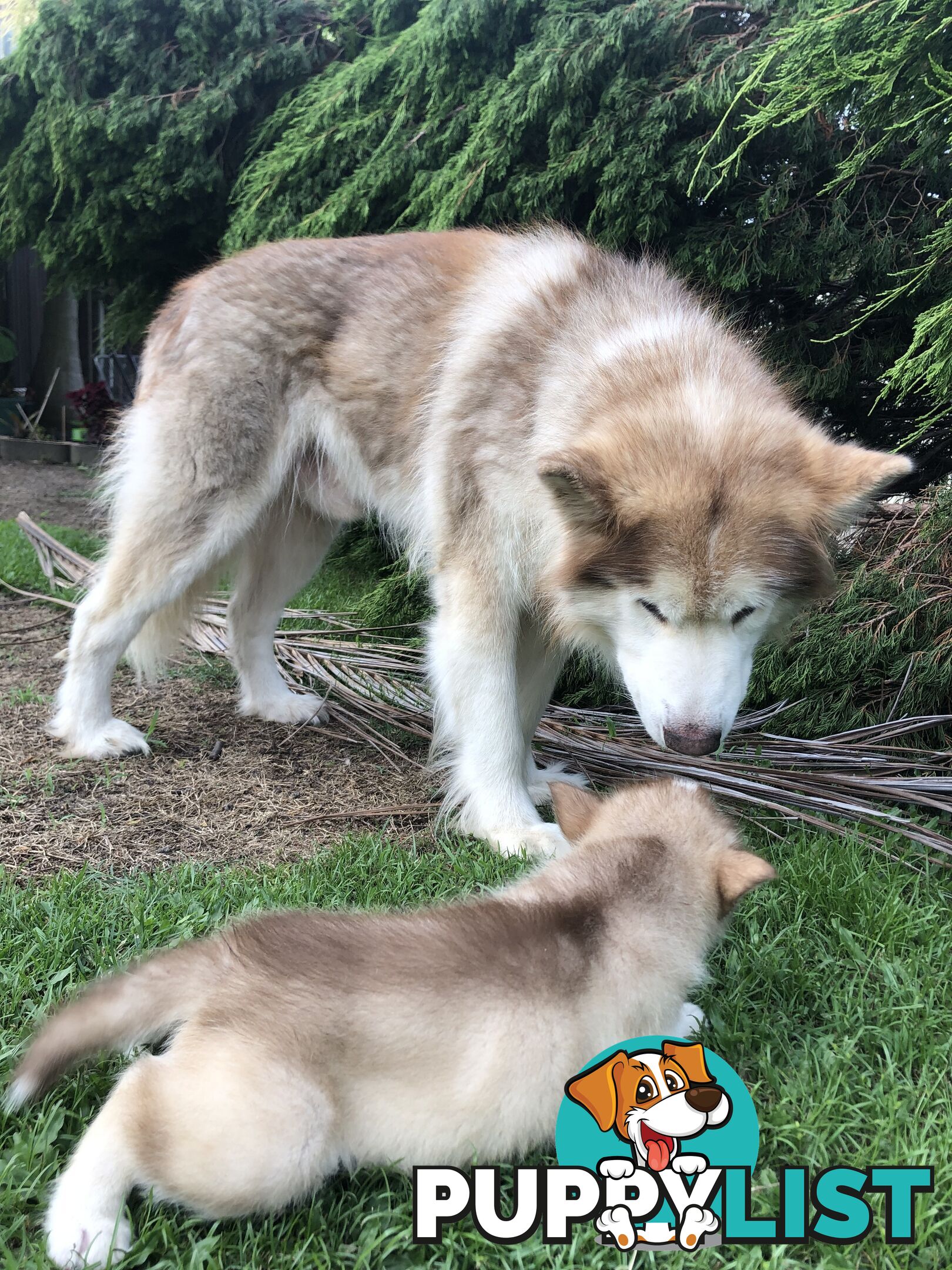 PUREBRED ALASKAN MALAMUTE PUPS