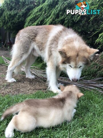 PUREBRED ALASKAN MALAMUTE PUPS