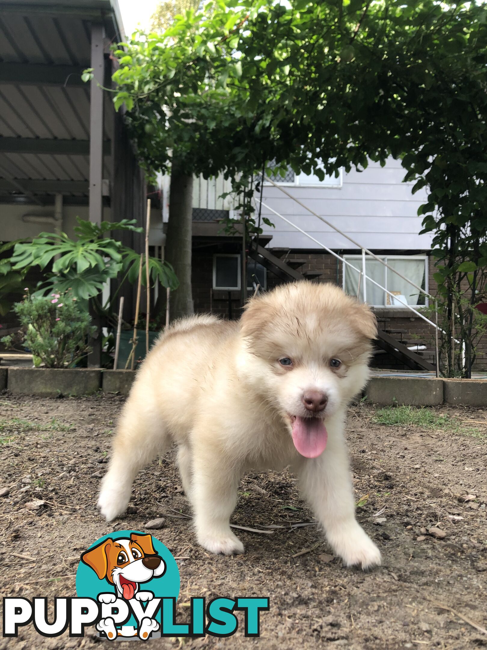 PUREBRED ALASKAN MALAMUTE PUPS