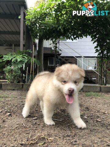 PUREBRED ALASKAN MALAMUTE PUPS