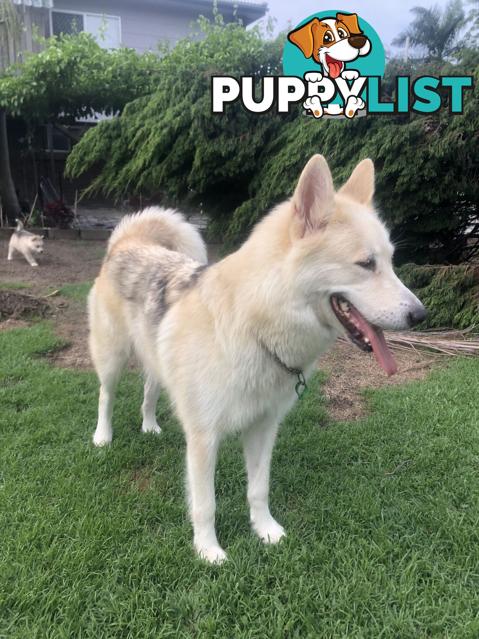 PUREBRED ALASKAN MALAMUTE PUPS