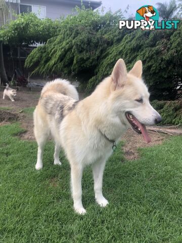 PUREBRED ALASKAN MALAMUTE PUPS