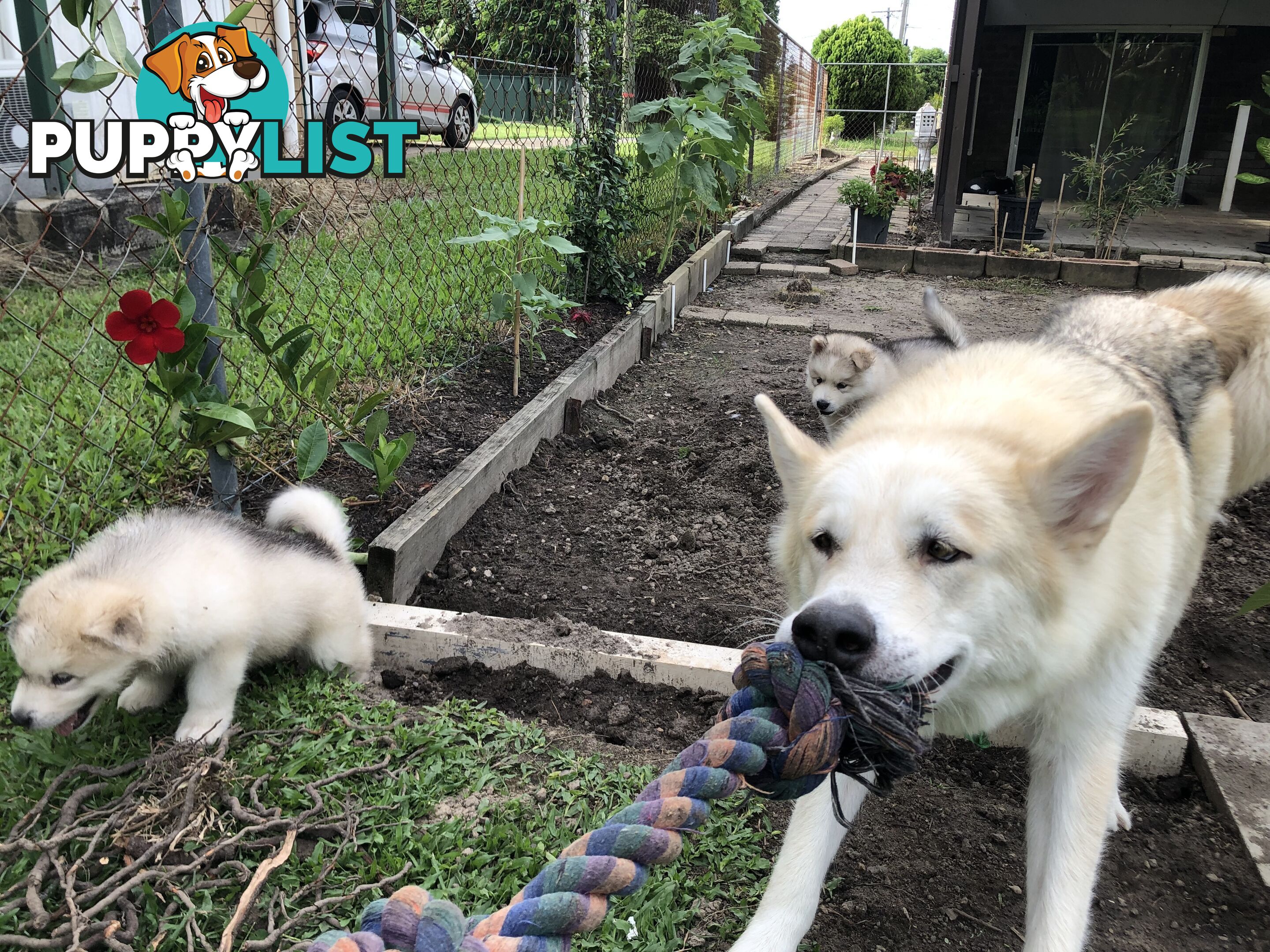 PUREBRED ALASKAN MALAMUTE PUPS