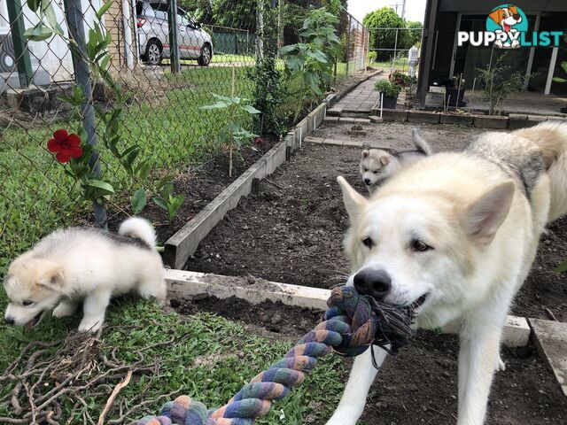 PUREBRED ALASKAN MALAMUTE PUPS