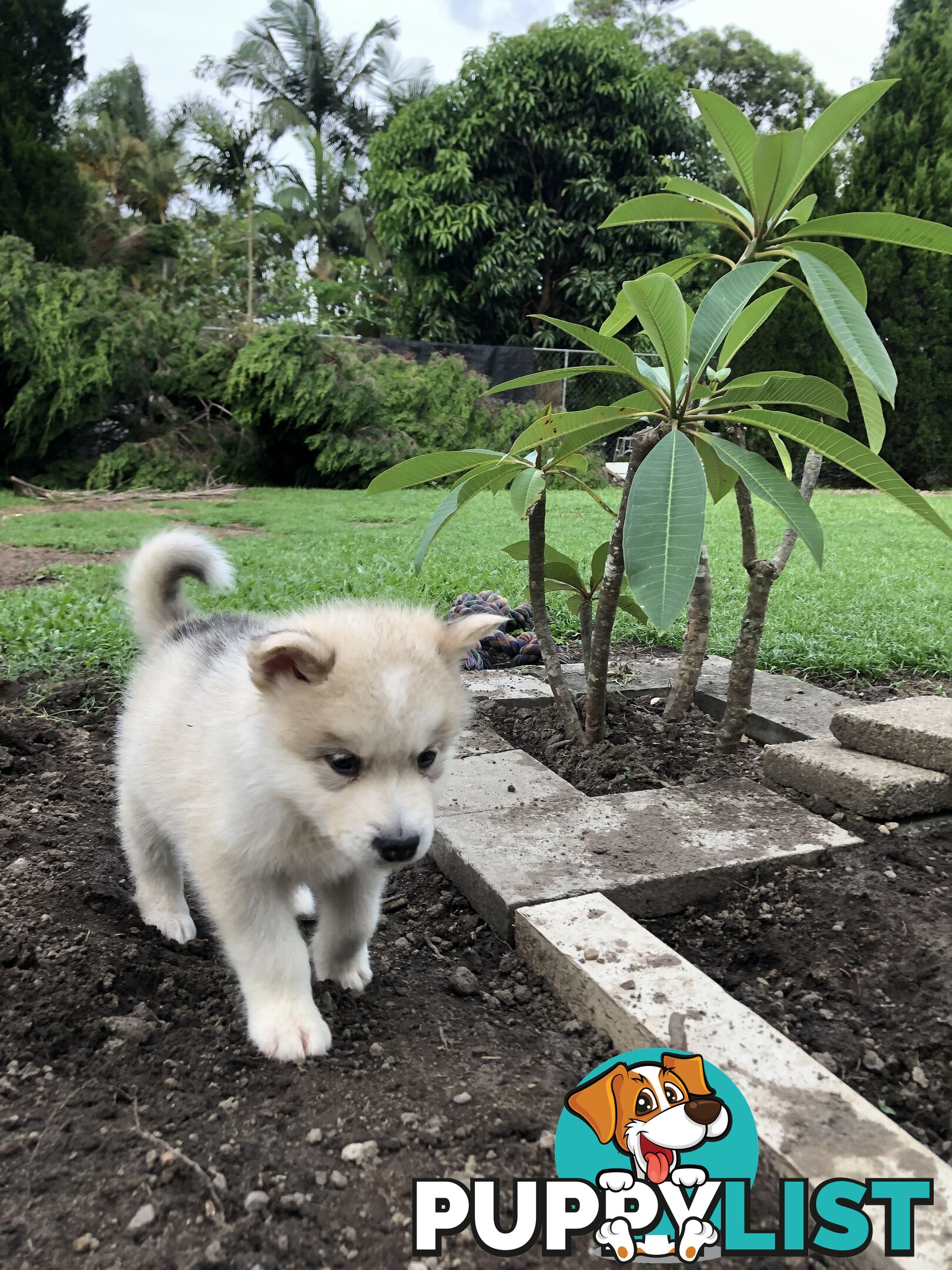 PUREBRED ALASKAN MALAMUTE PUPS