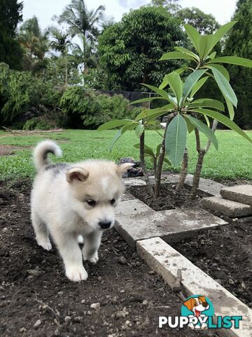 PUREBRED ALASKAN MALAMUTE PUPS