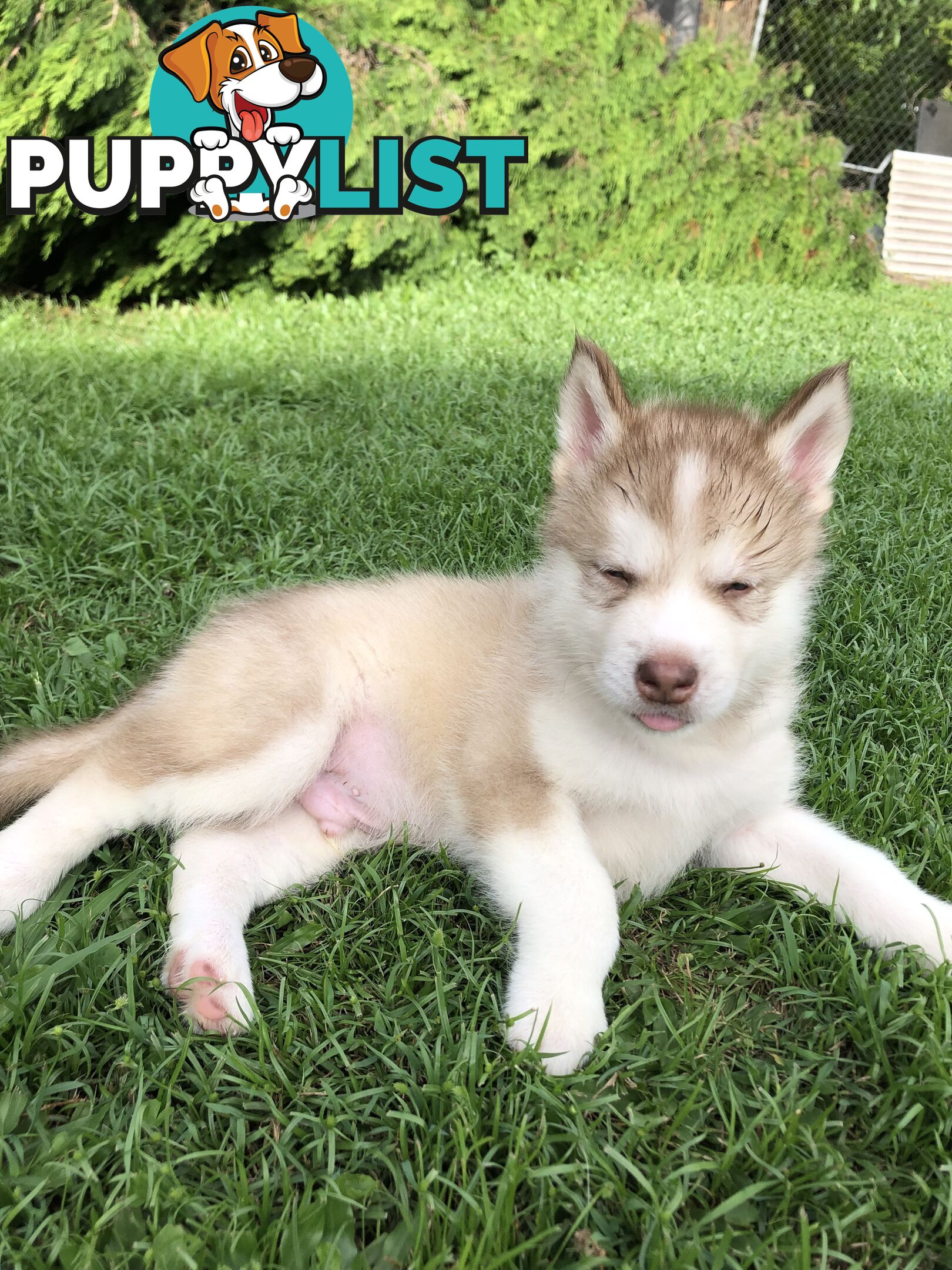 PUREBRED ALASKAN MALAMUTE PUPS