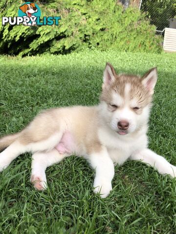 PUREBRED ALASKAN MALAMUTE PUPS