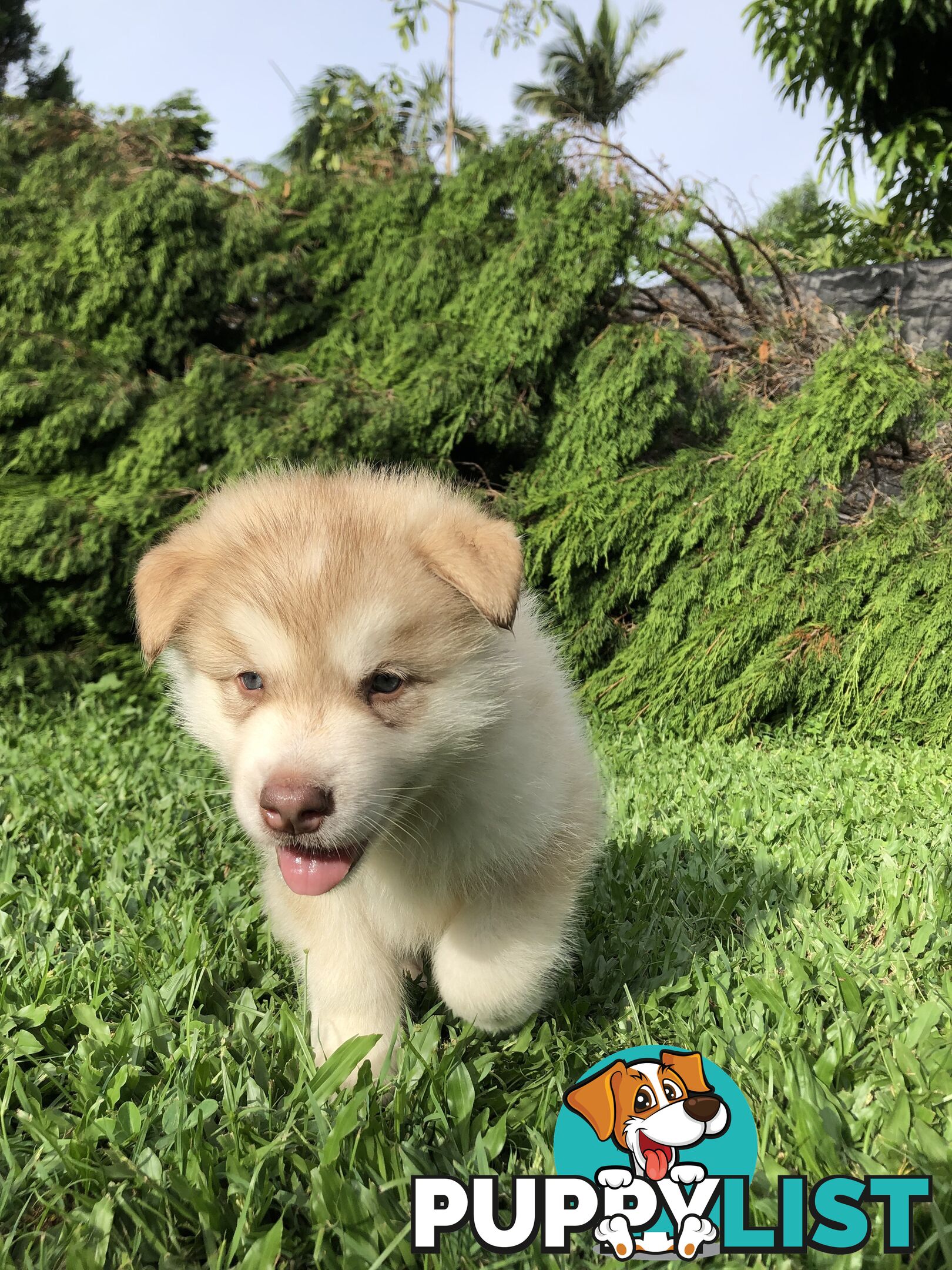 PUREBRED ALASKAN MALAMUTE PUPS