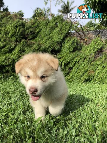 PUREBRED ALASKAN MALAMUTE PUPS