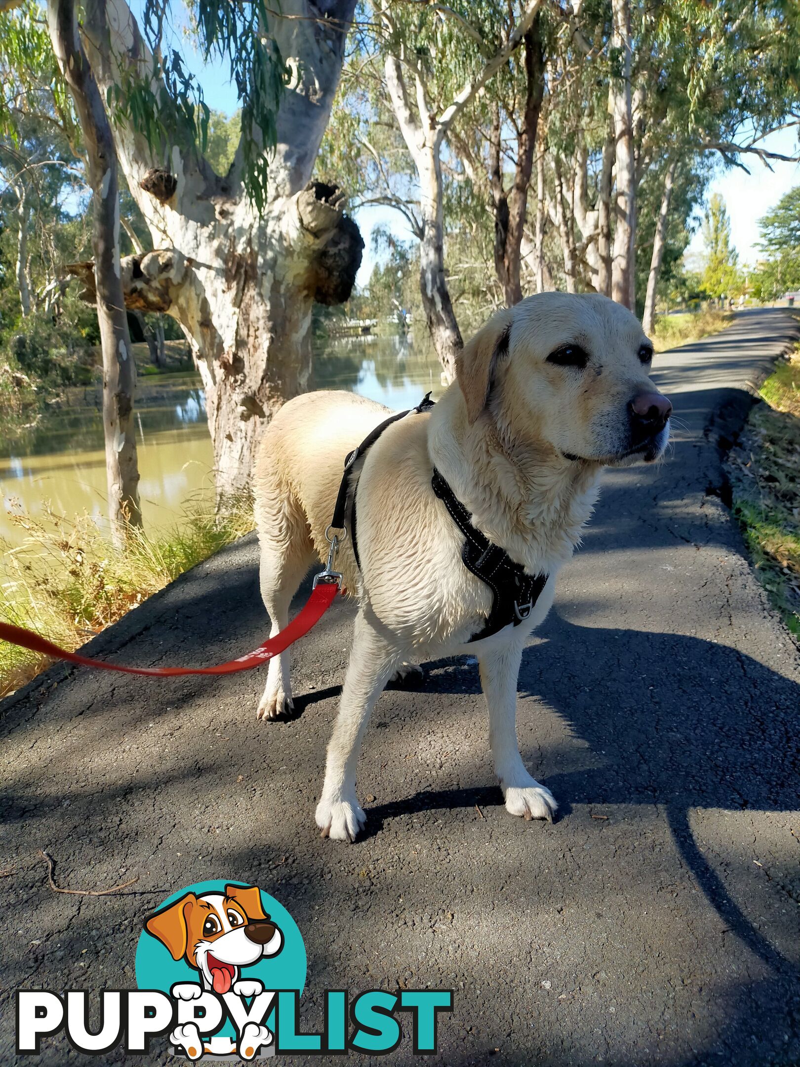 Purebred Labrador Pup Available 30/12