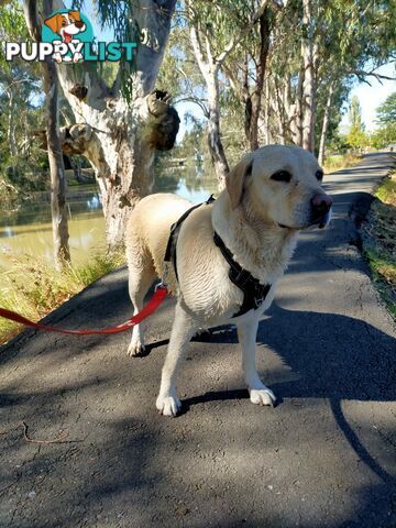 Purebred Labrador Pup Available 30/12