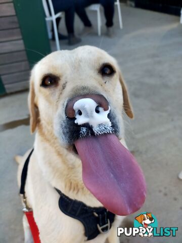 Purebred Labrador Pup Available 30/12