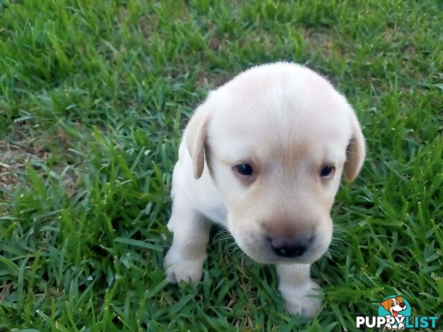 Purebred Labrador Pup Available 30/12