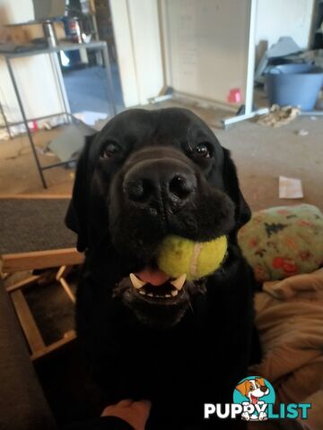 Purebred Labrador Pup Available 30/12