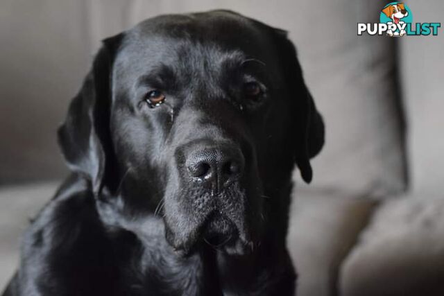 Purebred Labrador Pup Available 30/12