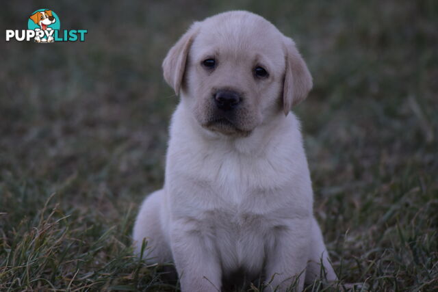 Purebred Labrador Pup Available 30/12