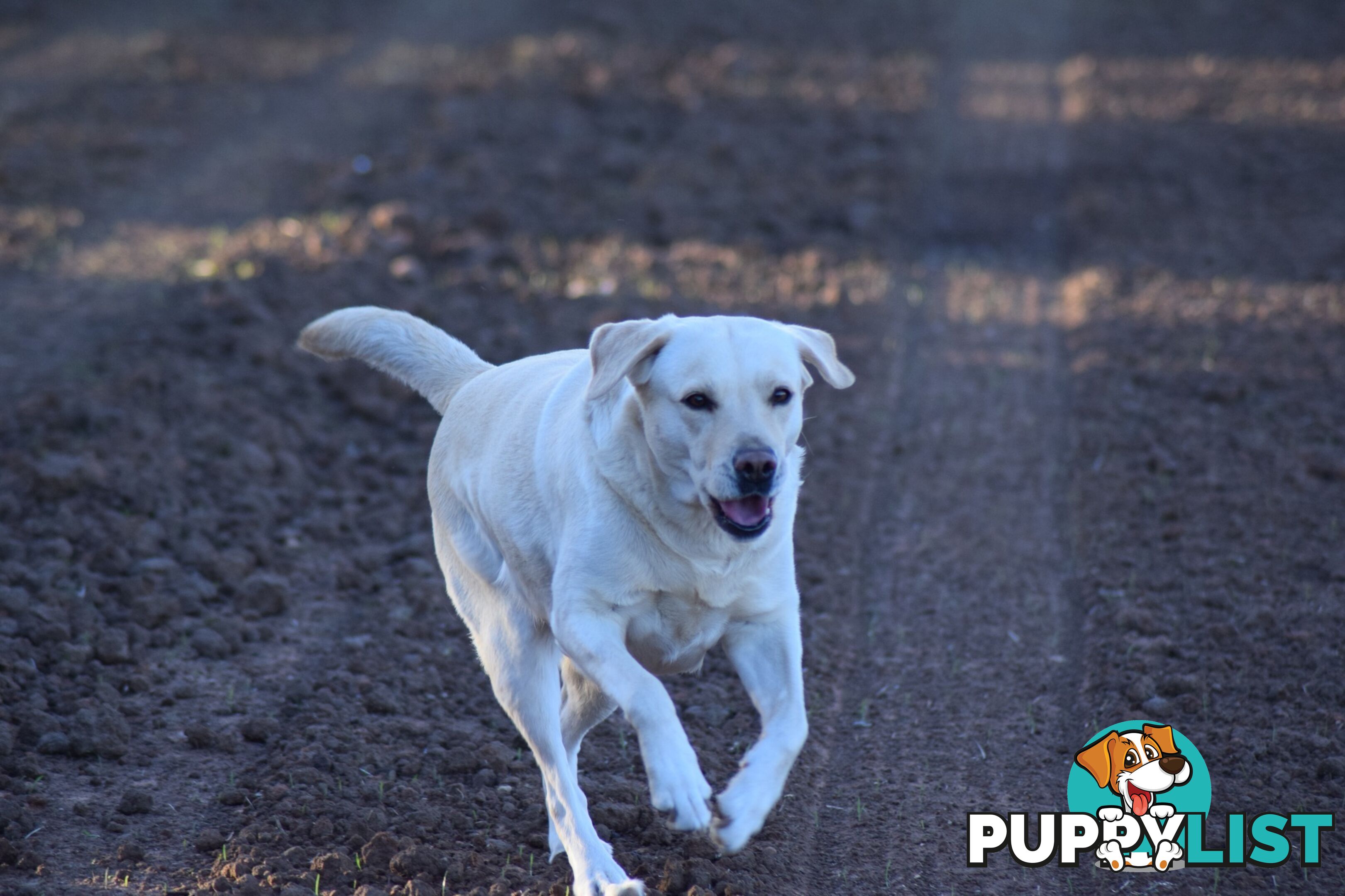 Purebred Labrador Pup Available 30/12