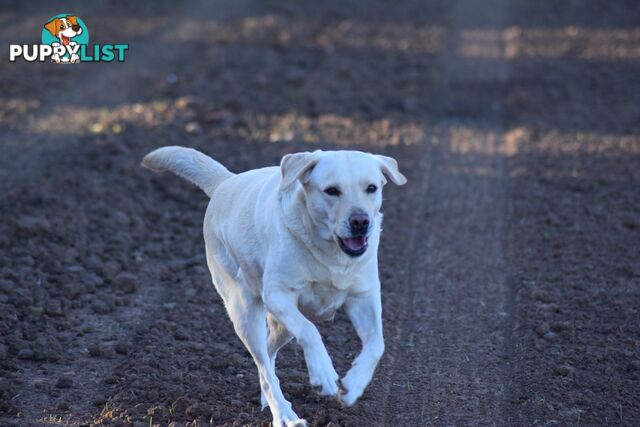 Purebred Labrador Pup Available 30/12