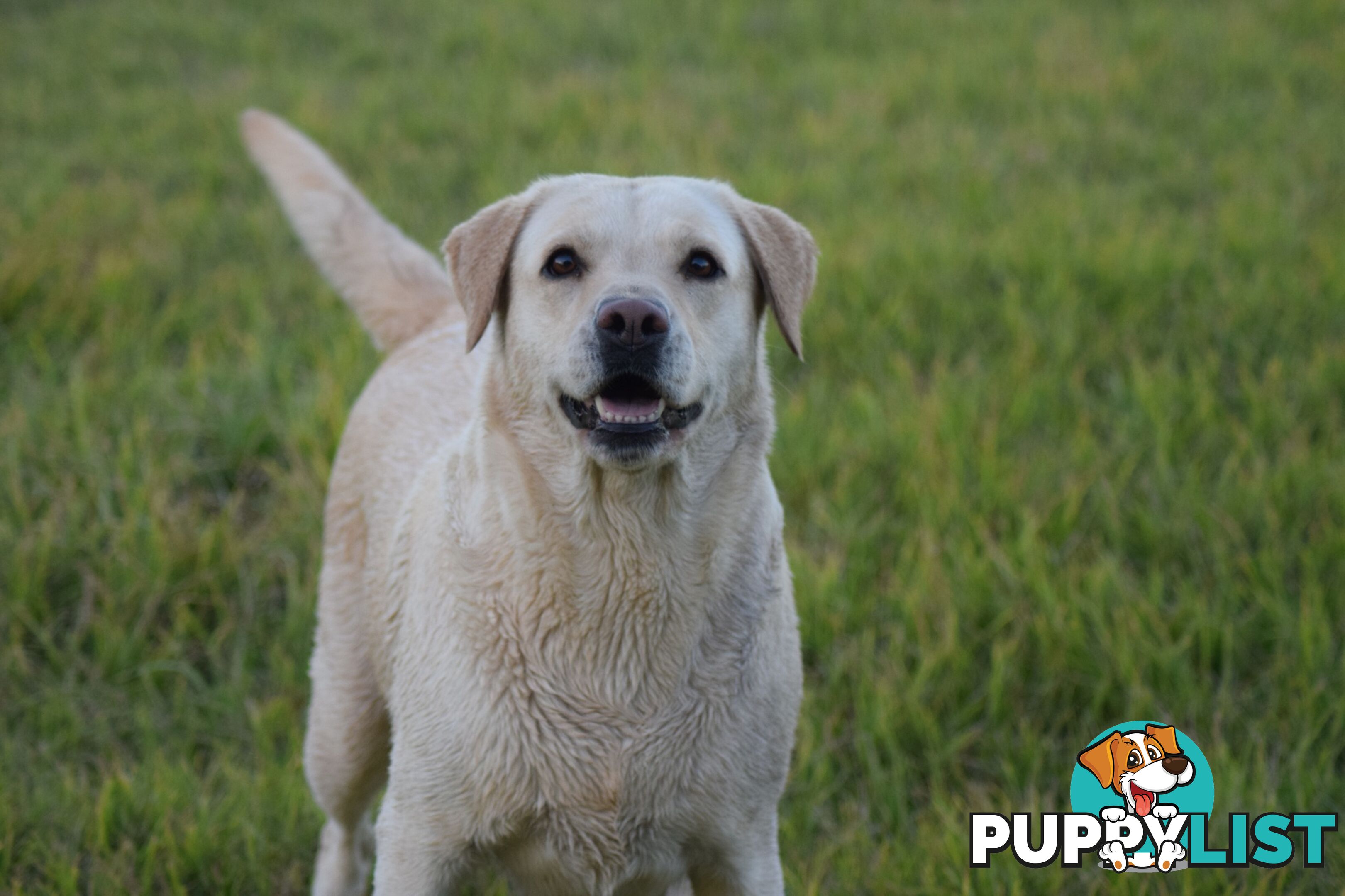 Purebred Labrador Pup Available 30/12