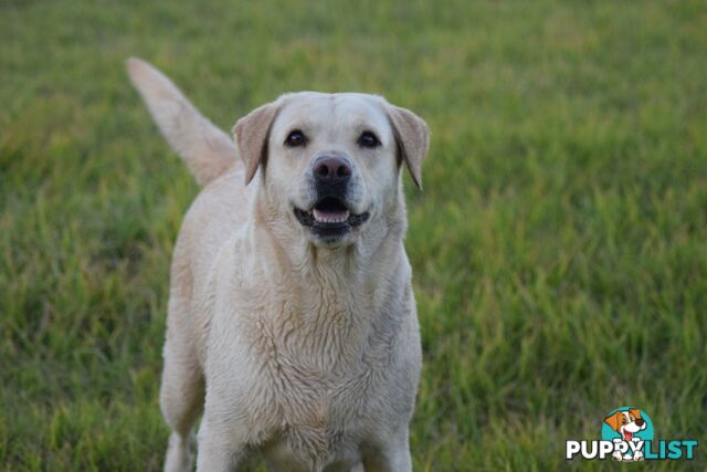 Purebred Labrador Pup Available 30/12