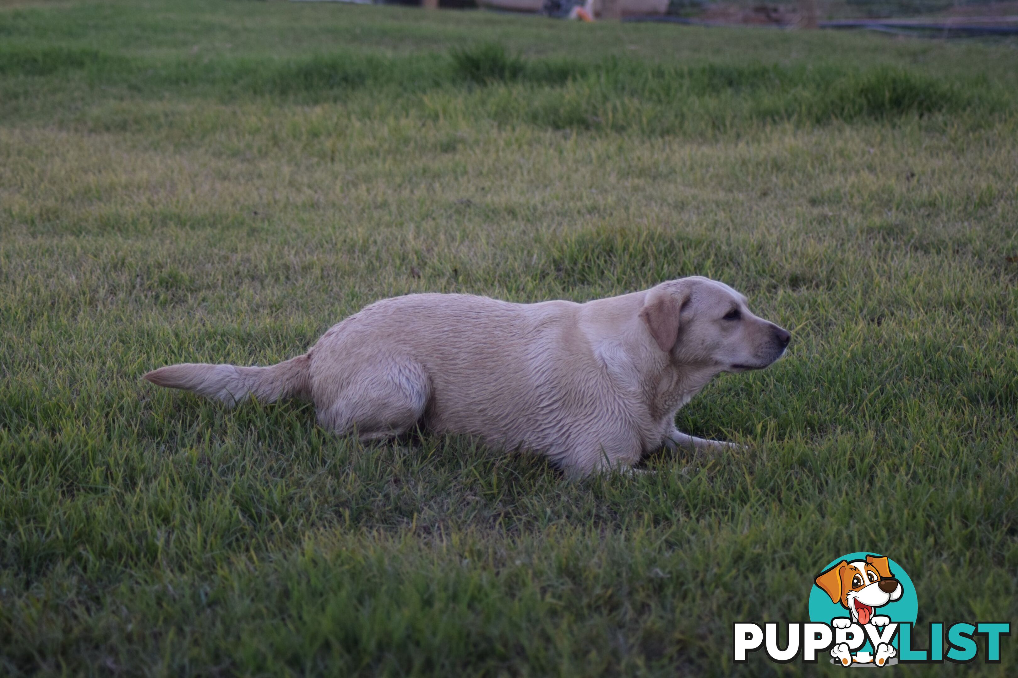 Purebred Labrador Pup Available 30/12