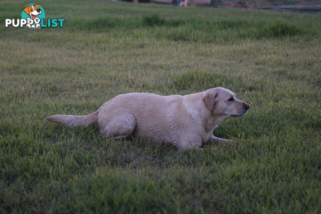 Purebred Labrador Pup Available 30/12