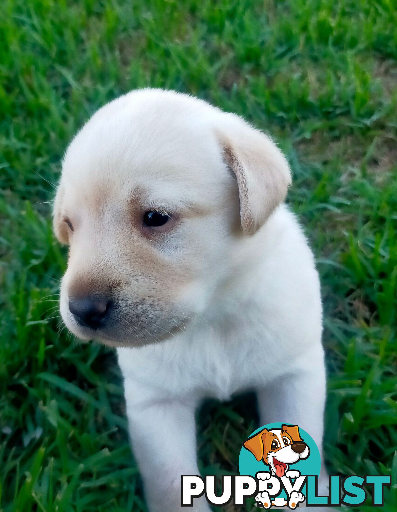 Purebred Labrador Pup Available 30/12