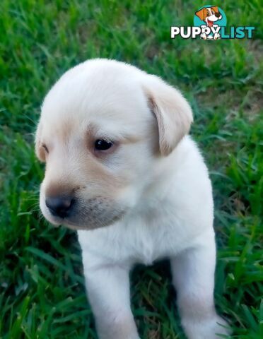 Purebred Labrador Pup Available 30/12