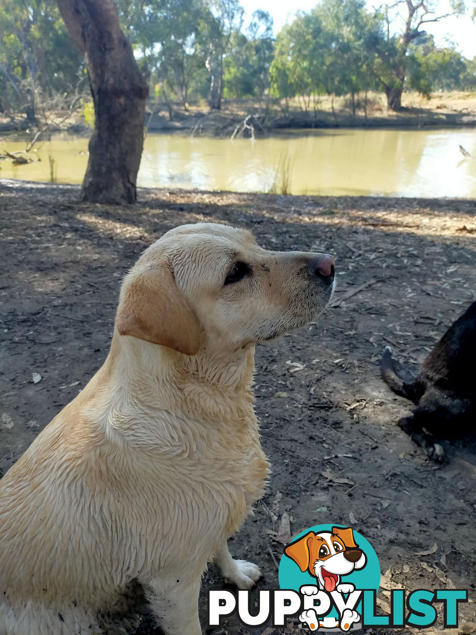 Purebred Labrador Pup Available 30/12