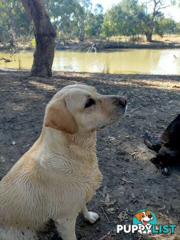 Purebred Labrador Pup Available 30/12