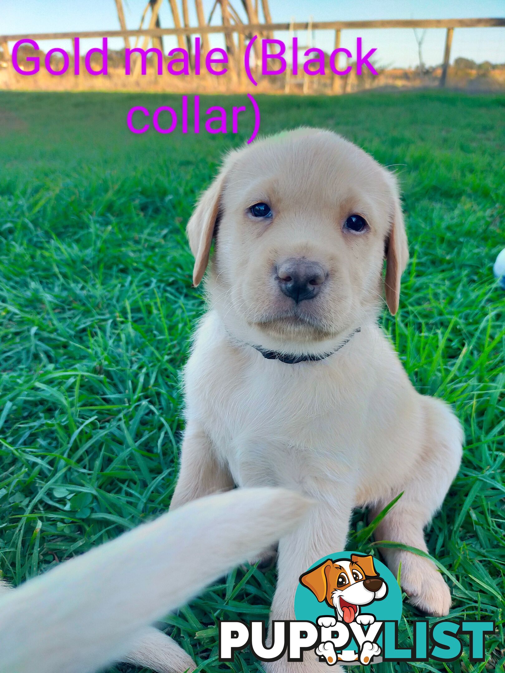Pure bred labrador pups