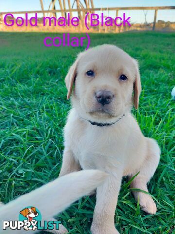 Pure bred labrador pups