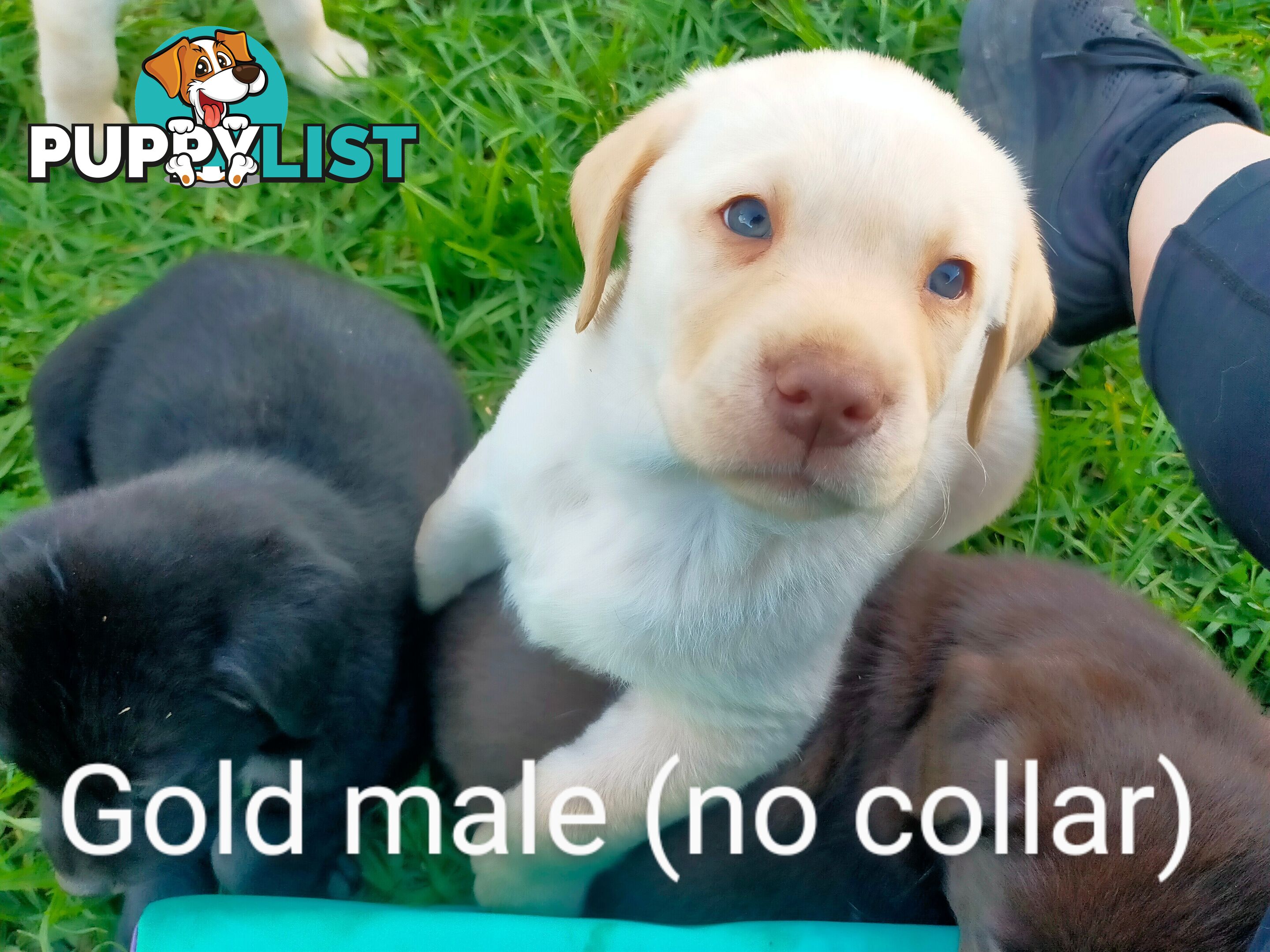 Pure bred labrador pups