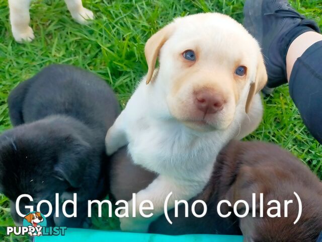 Pure bred labrador pups