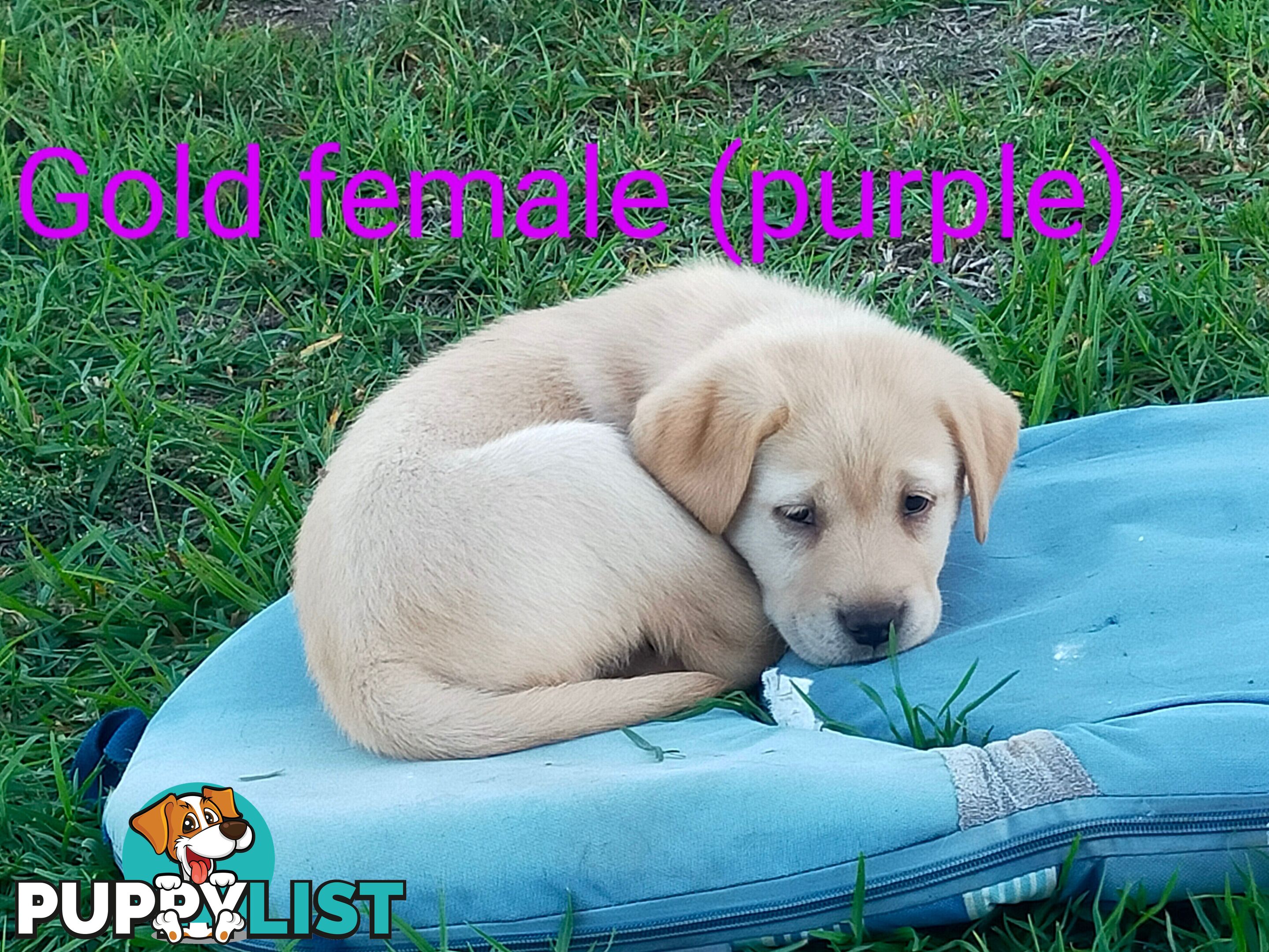 Pure bred labrador pups