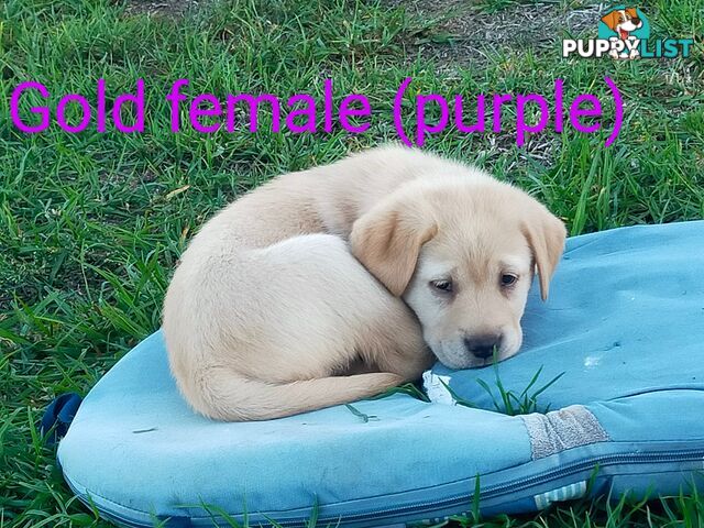 Pure bred labrador pups