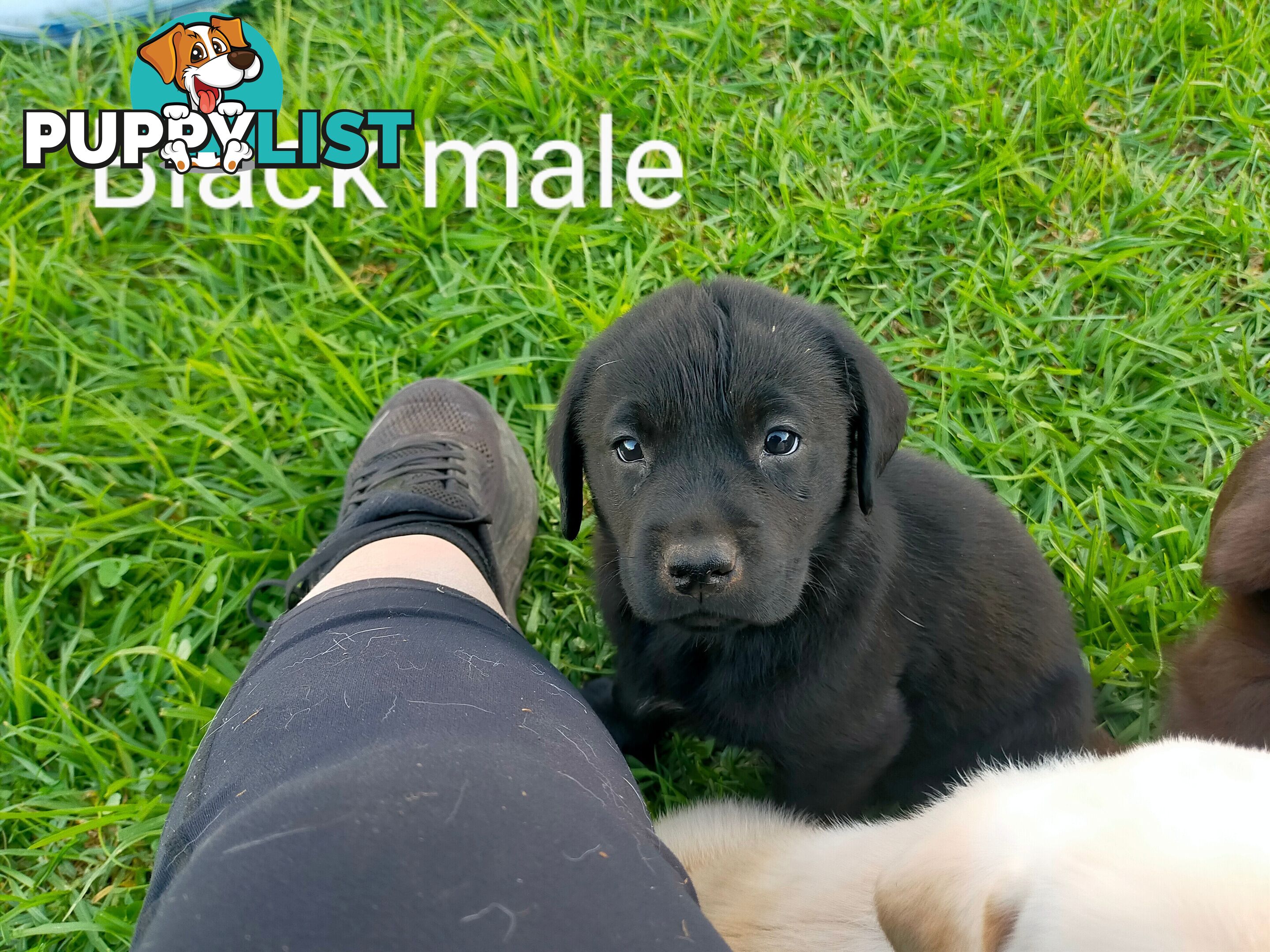 Pure bred labrador pups