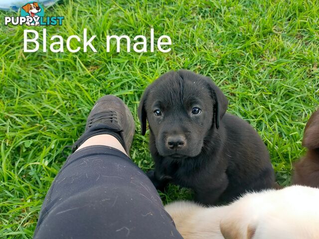 Pure bred labrador pups