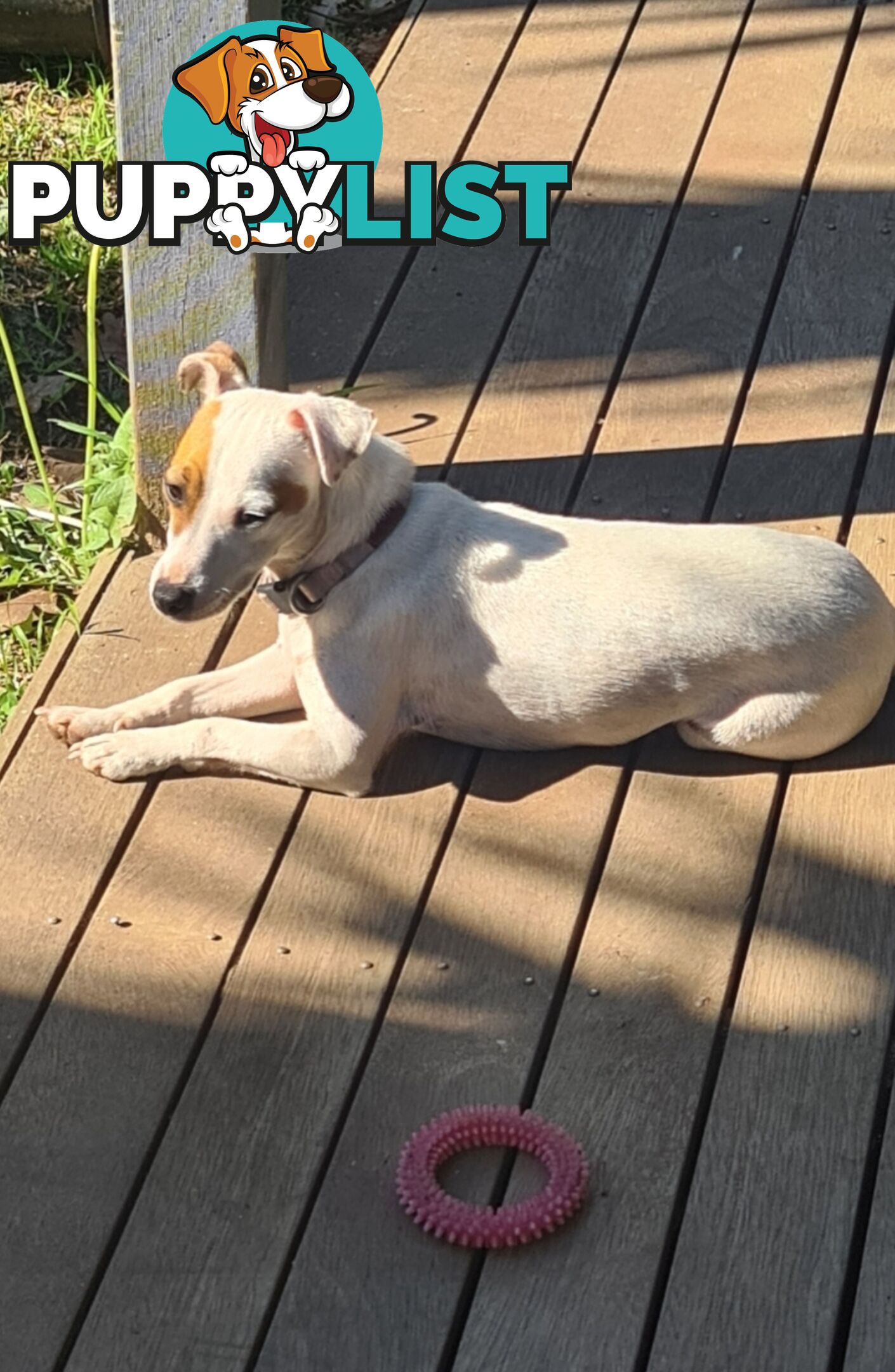 Rehoming Sweet Female Jack Russell 2yrs old