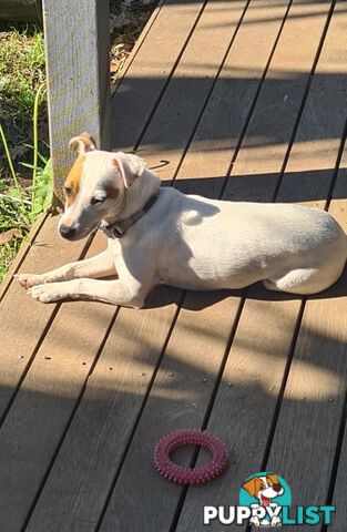 Rehoming Sweet Female Jack Russell 2yrs old