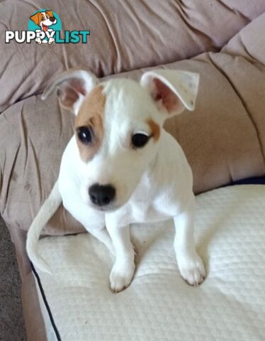 Rehoming Sweet Female Jack Russell 2yrs old