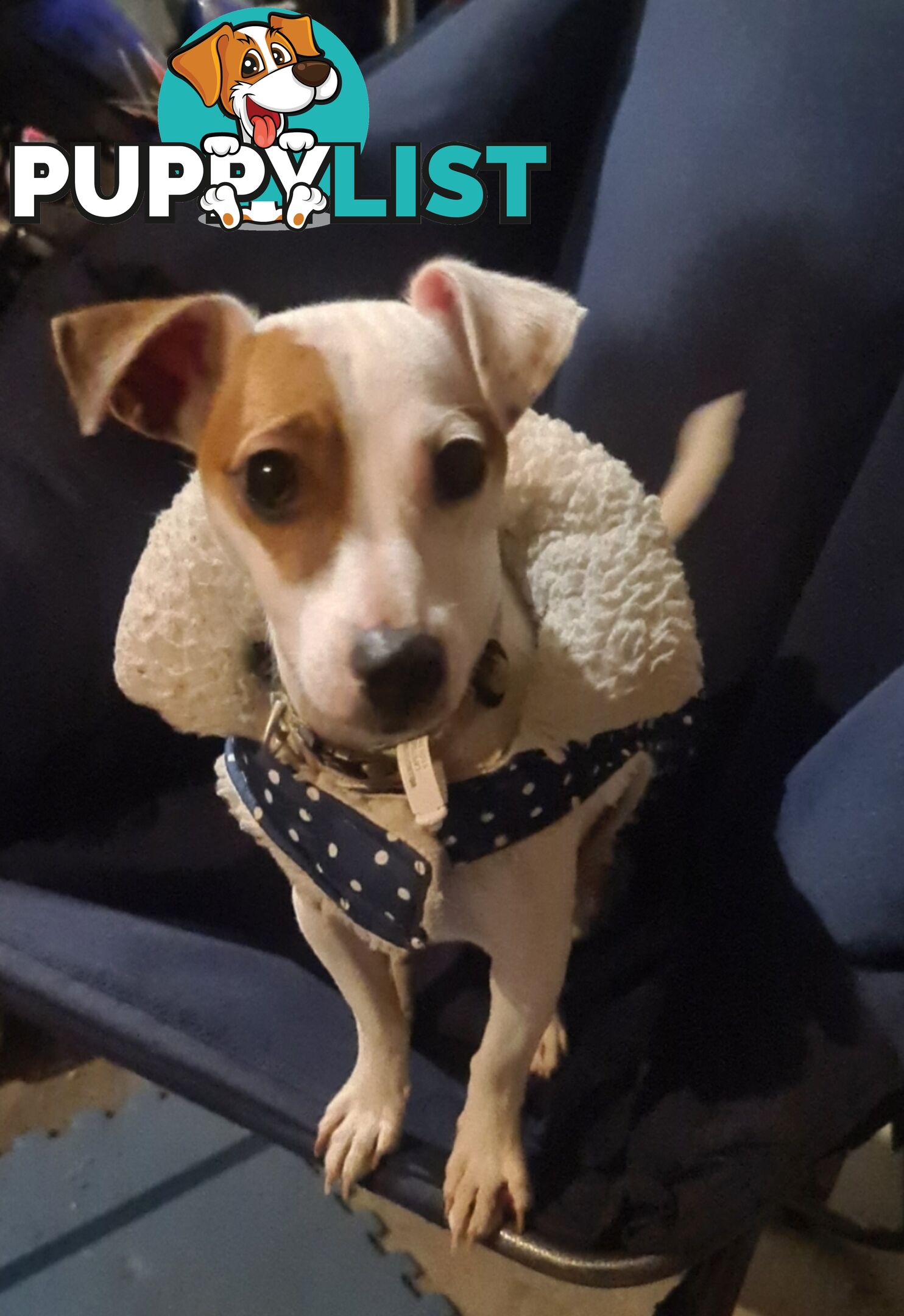 Rehoming Sweet Female Jack Russell 2yrs old