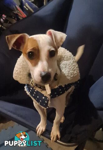 Rehoming Sweet Female Jack Russell 2yrs old